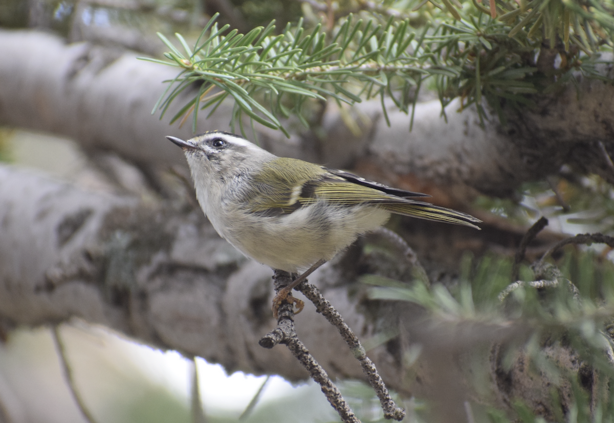 Golden-crowned Kinglet - ML642708802