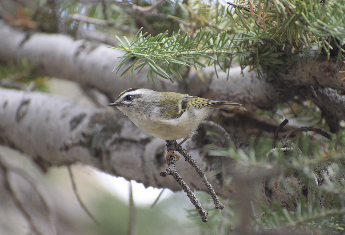 Golden-crowned Kinglet - ML642708804