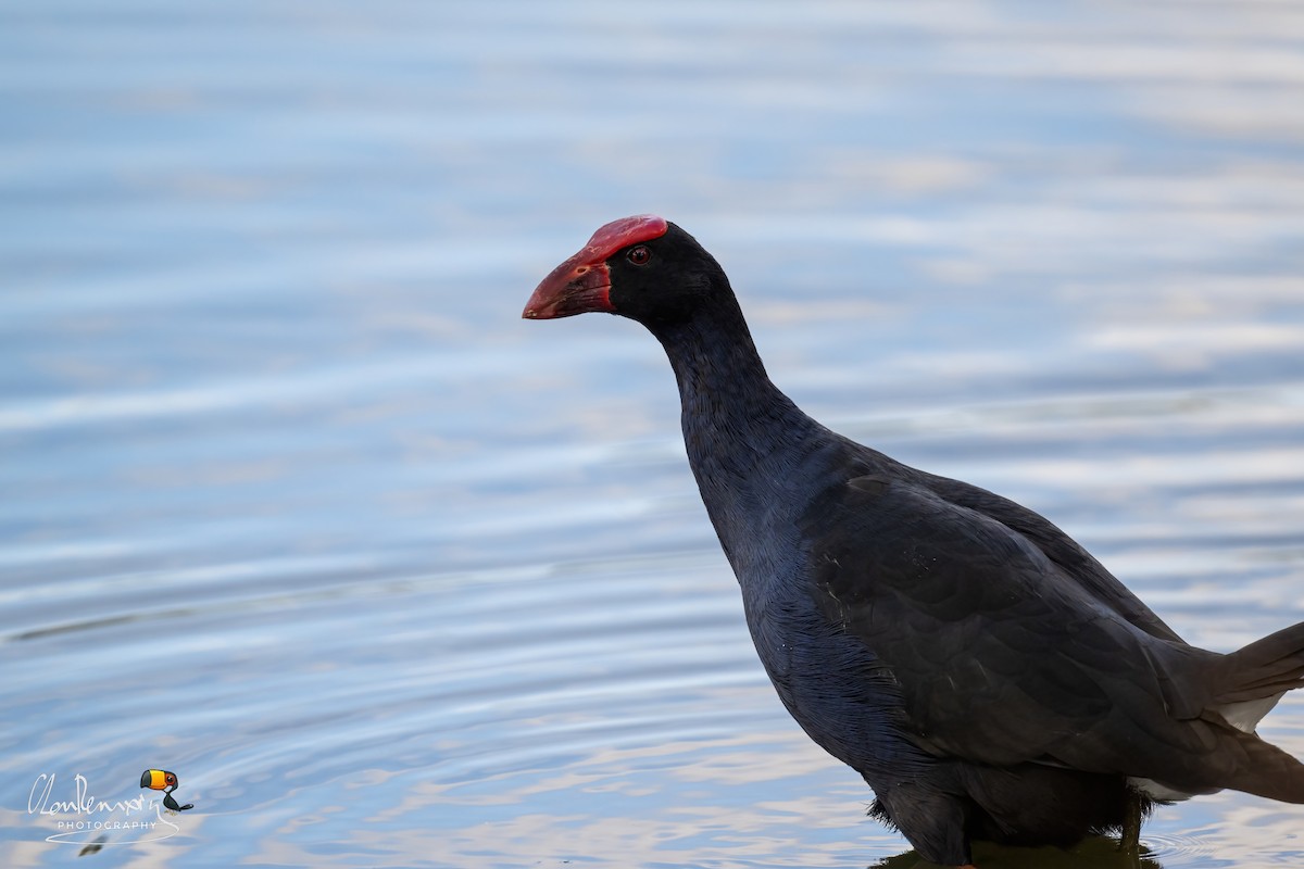 Australasian Swamphen - ML642708805