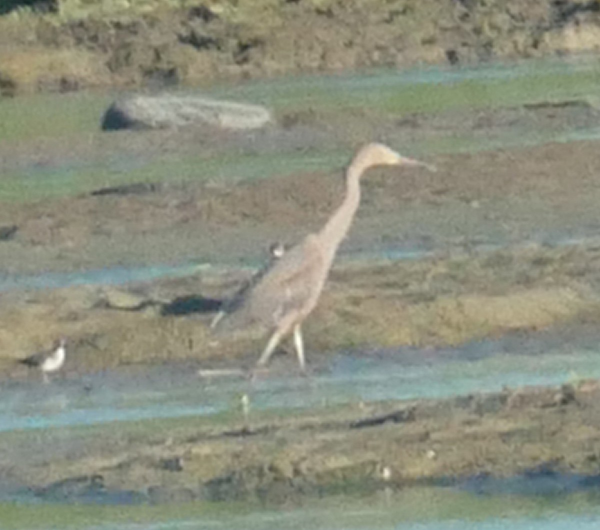Reddish Egret - ML642708806