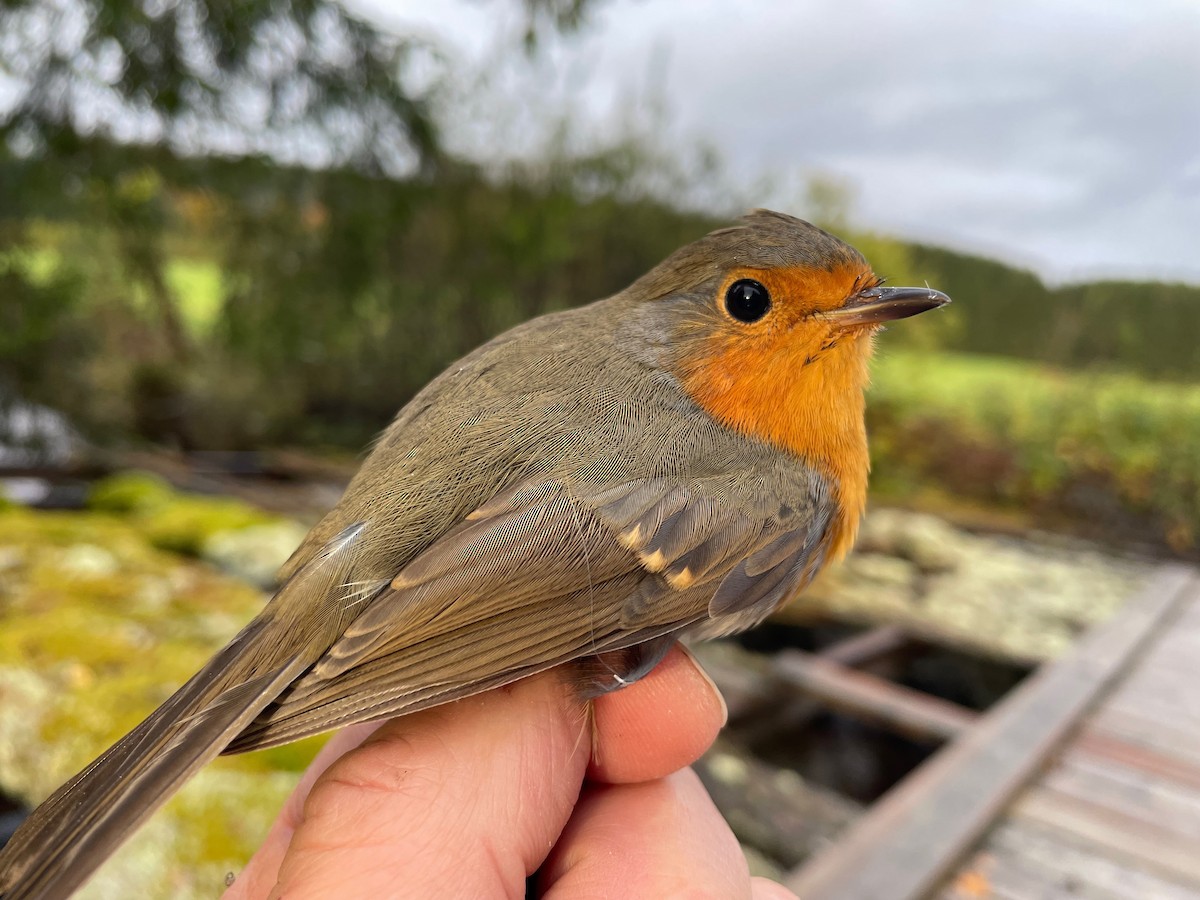 European Robin - ML642708807