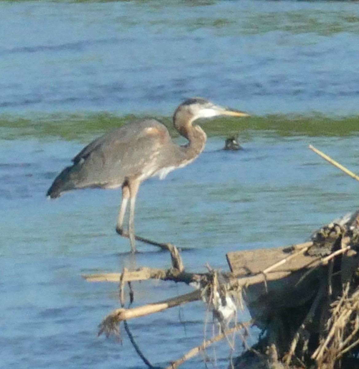 Great Blue Heron - ML642708809