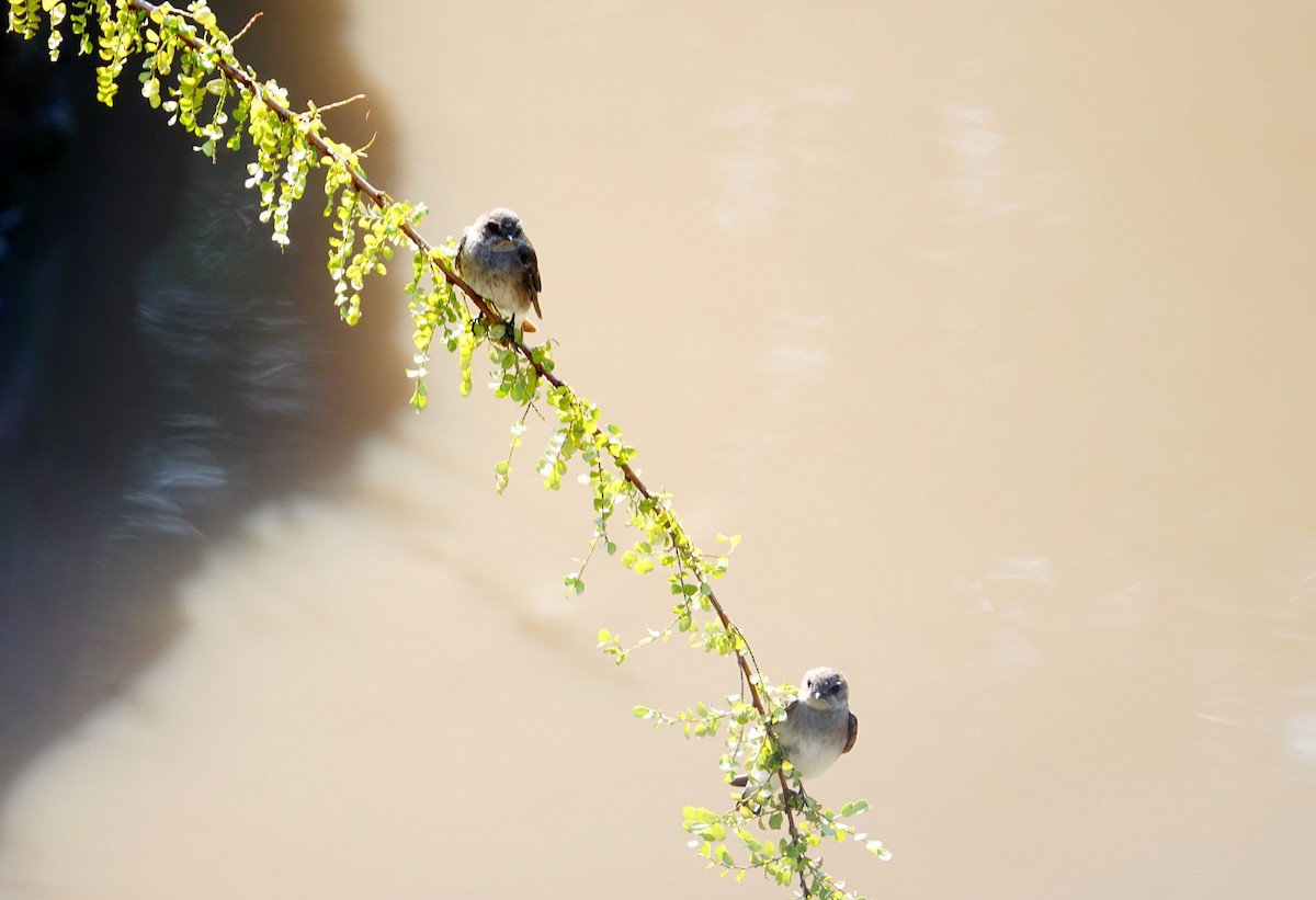 Plain Martin - ML642708812