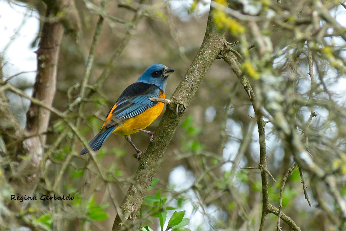 Blue-and-yellow Tanager - ML642708813