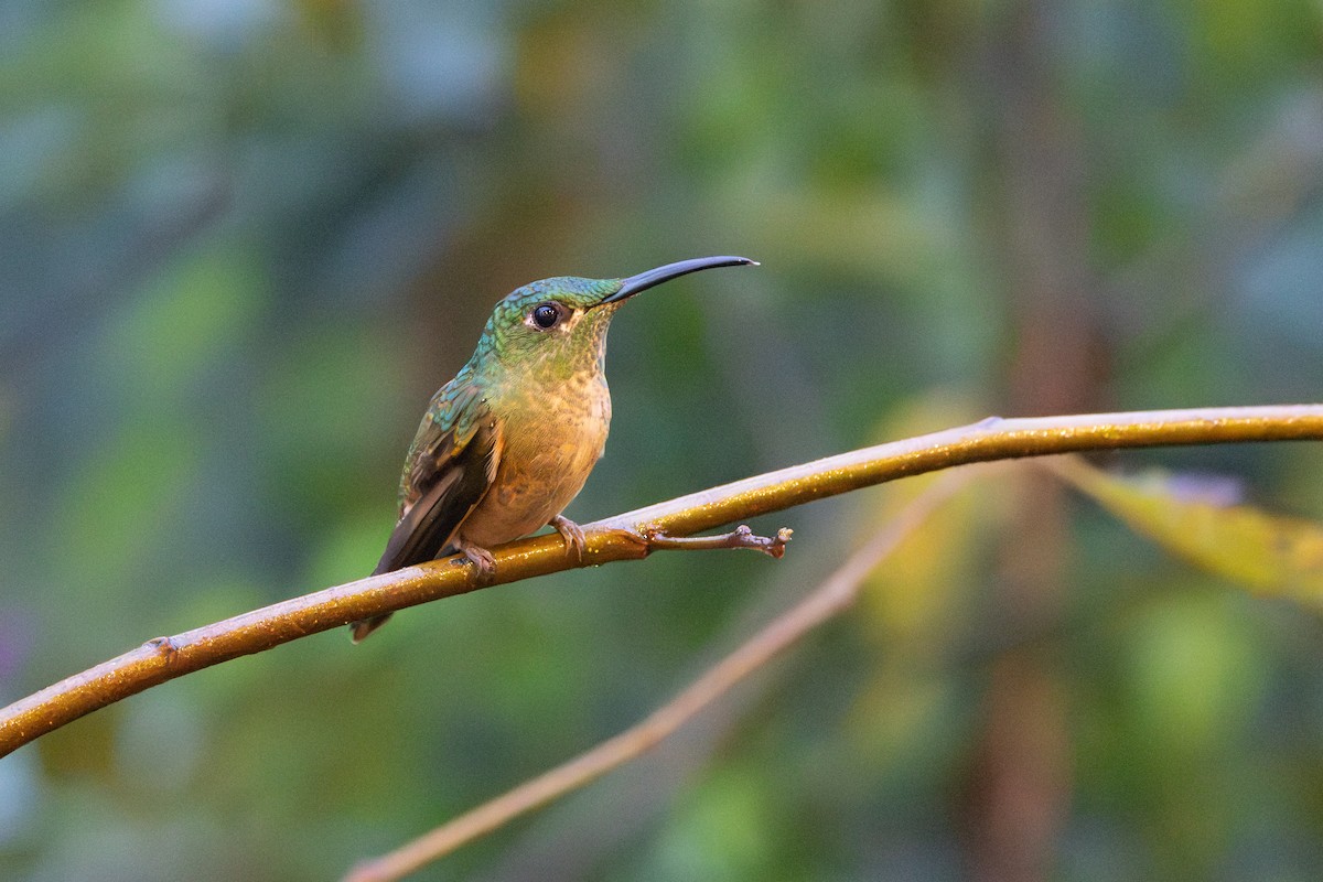 Fawn-breasted Brilliant - ML642708830