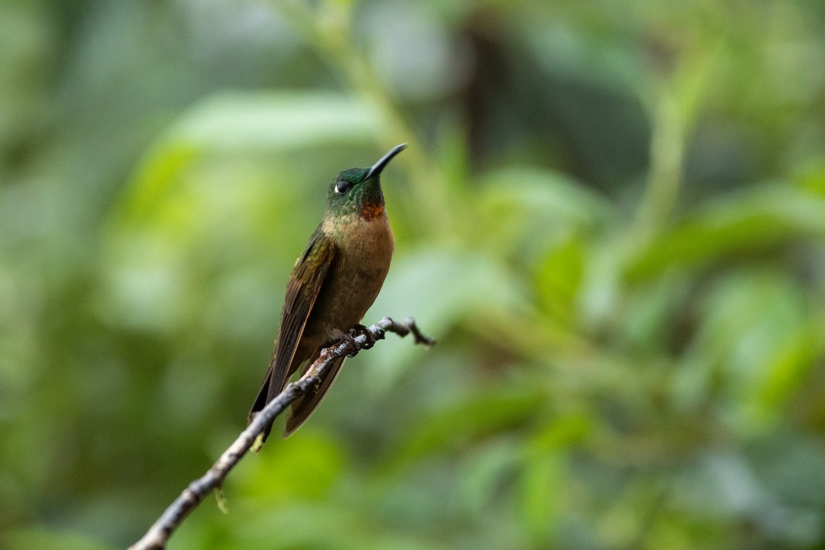 Fawn-breasted Brilliant - ML642708831