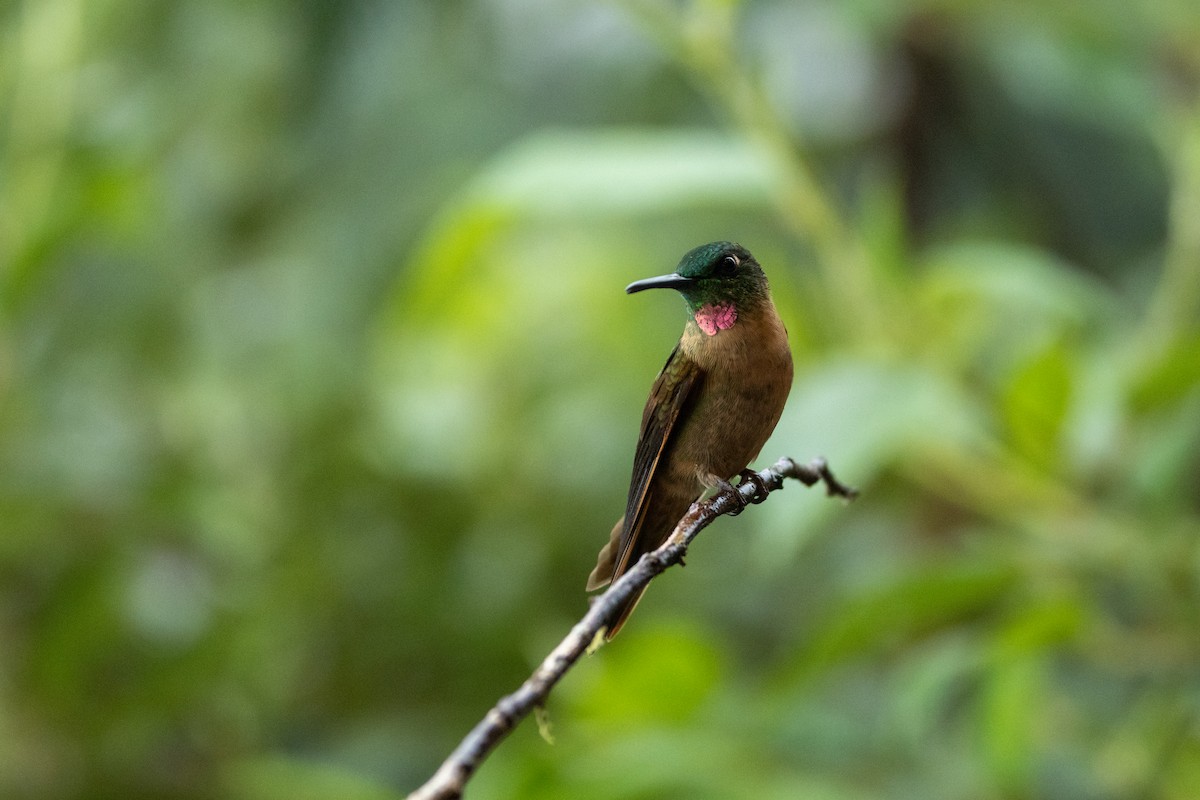 Fawn-breasted Brilliant - ML642708832