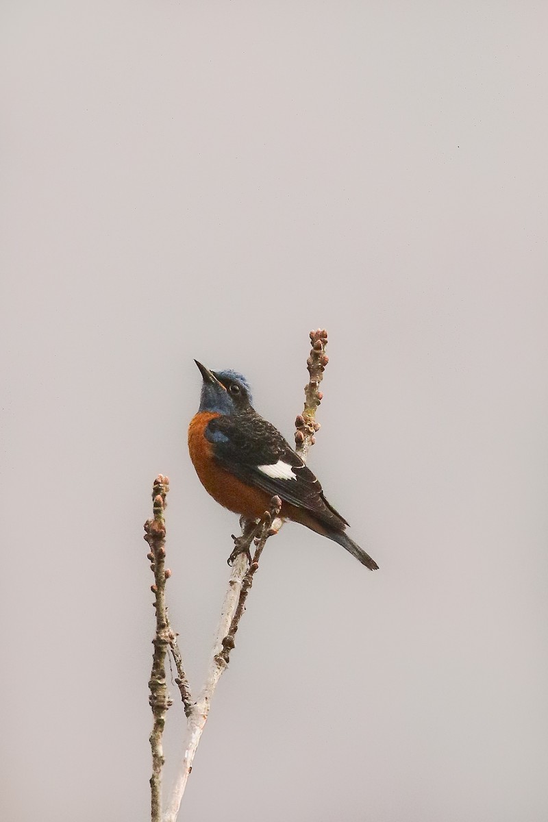 Blue-capped Rock-Thrush - ML642708836