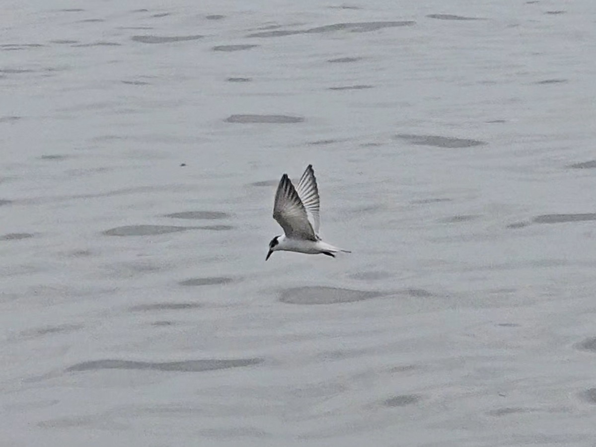 Whiskered Tern - ML642708842