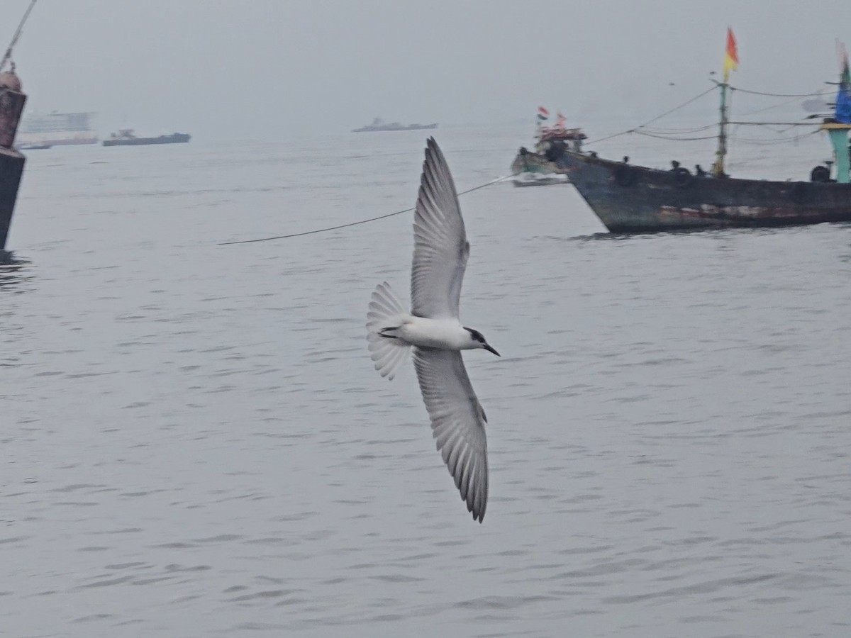 Whiskered Tern - ML642708843
