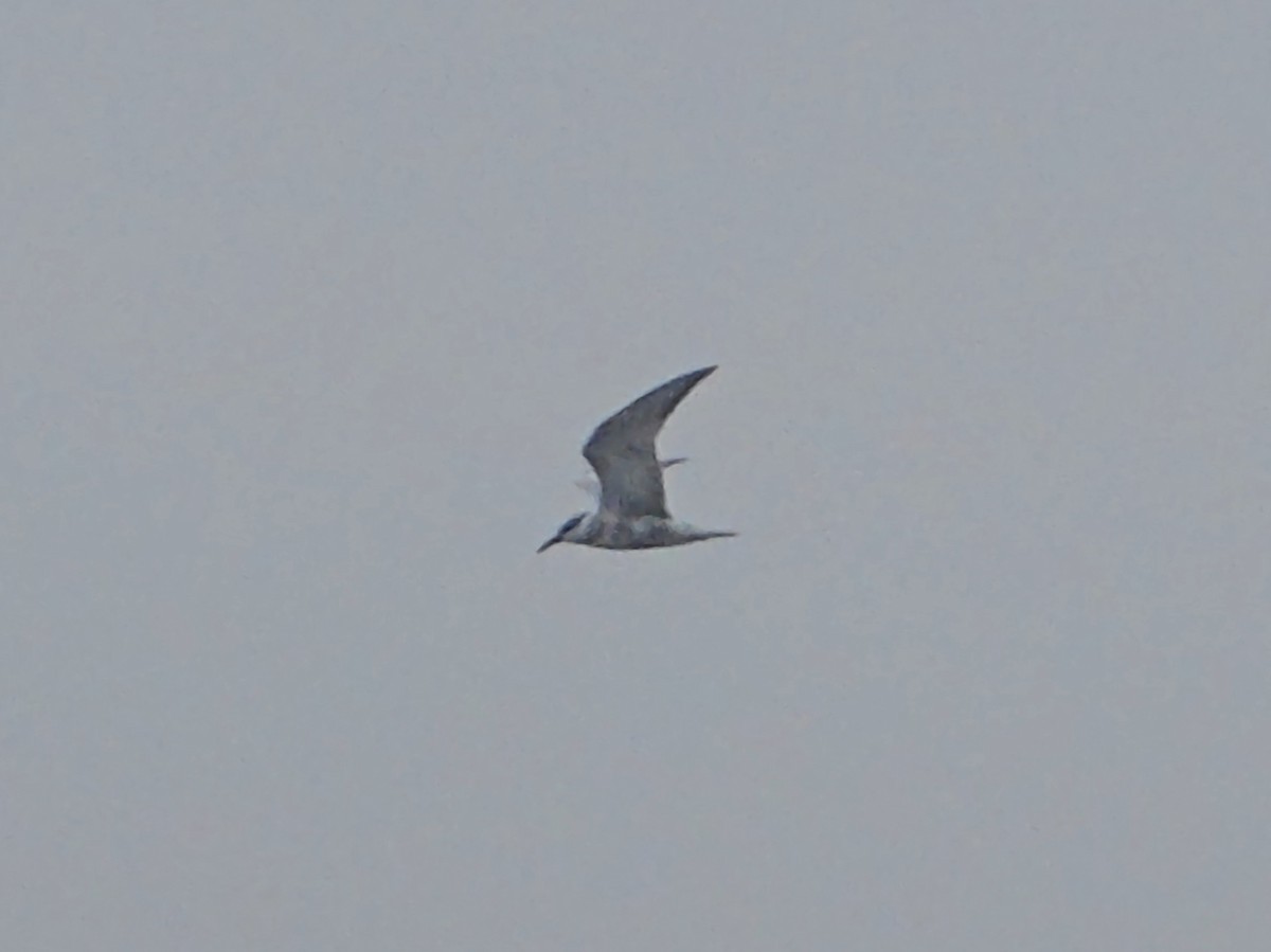 Whiskered Tern - ML642708844