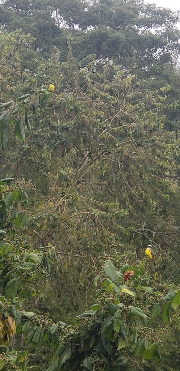 Social Flycatcher - ML642708847