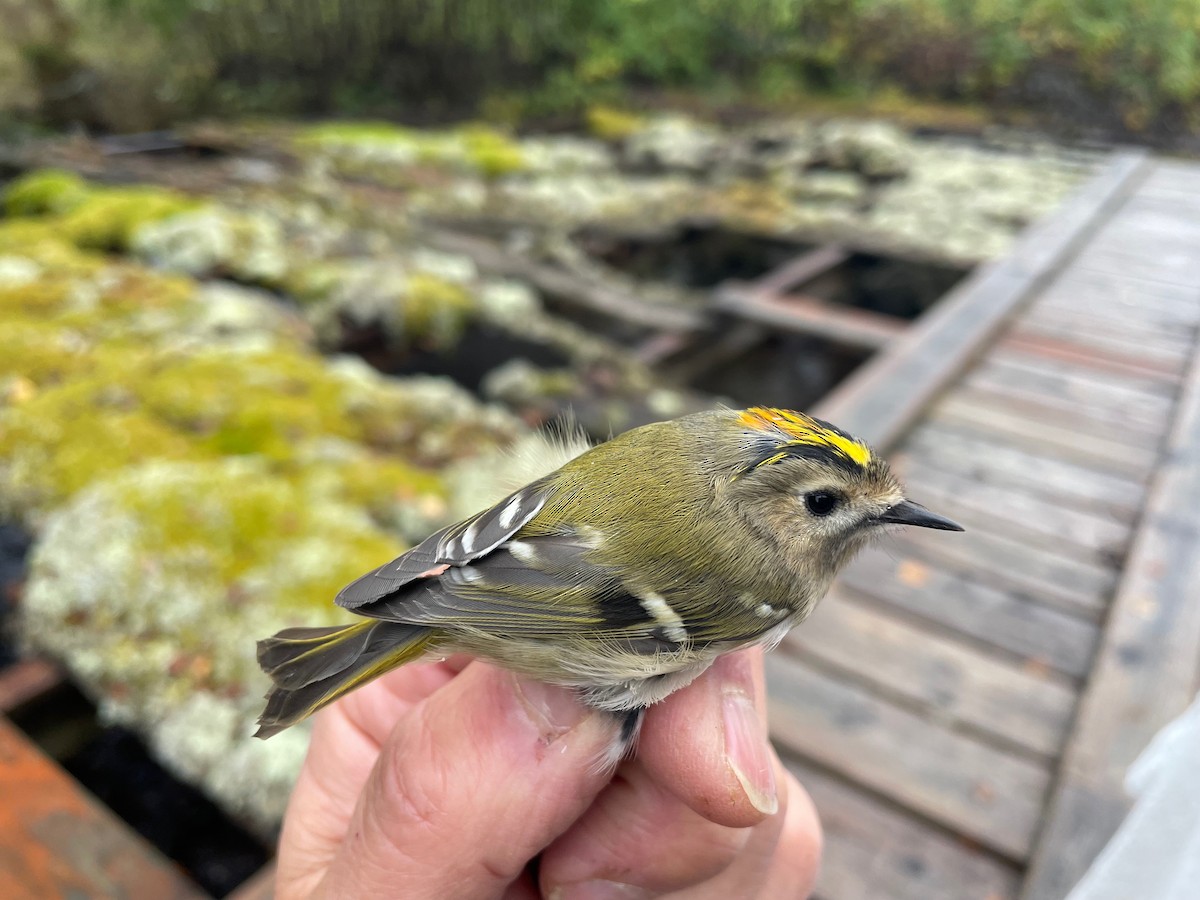 Goldcrest - ML642708848