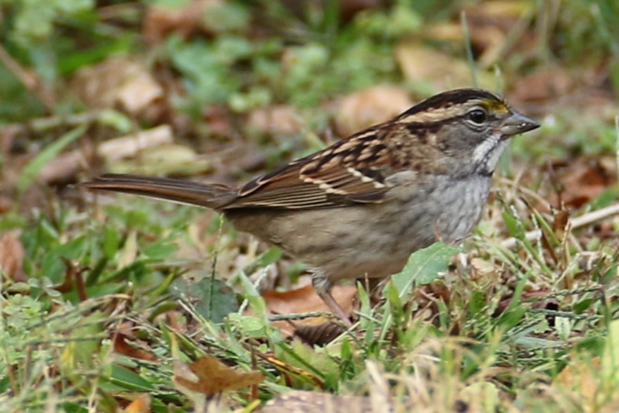White-throated Sparrow - ML642708849
