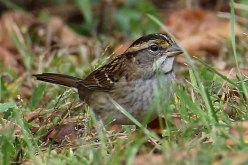 White-throated Sparrow - ML642708850