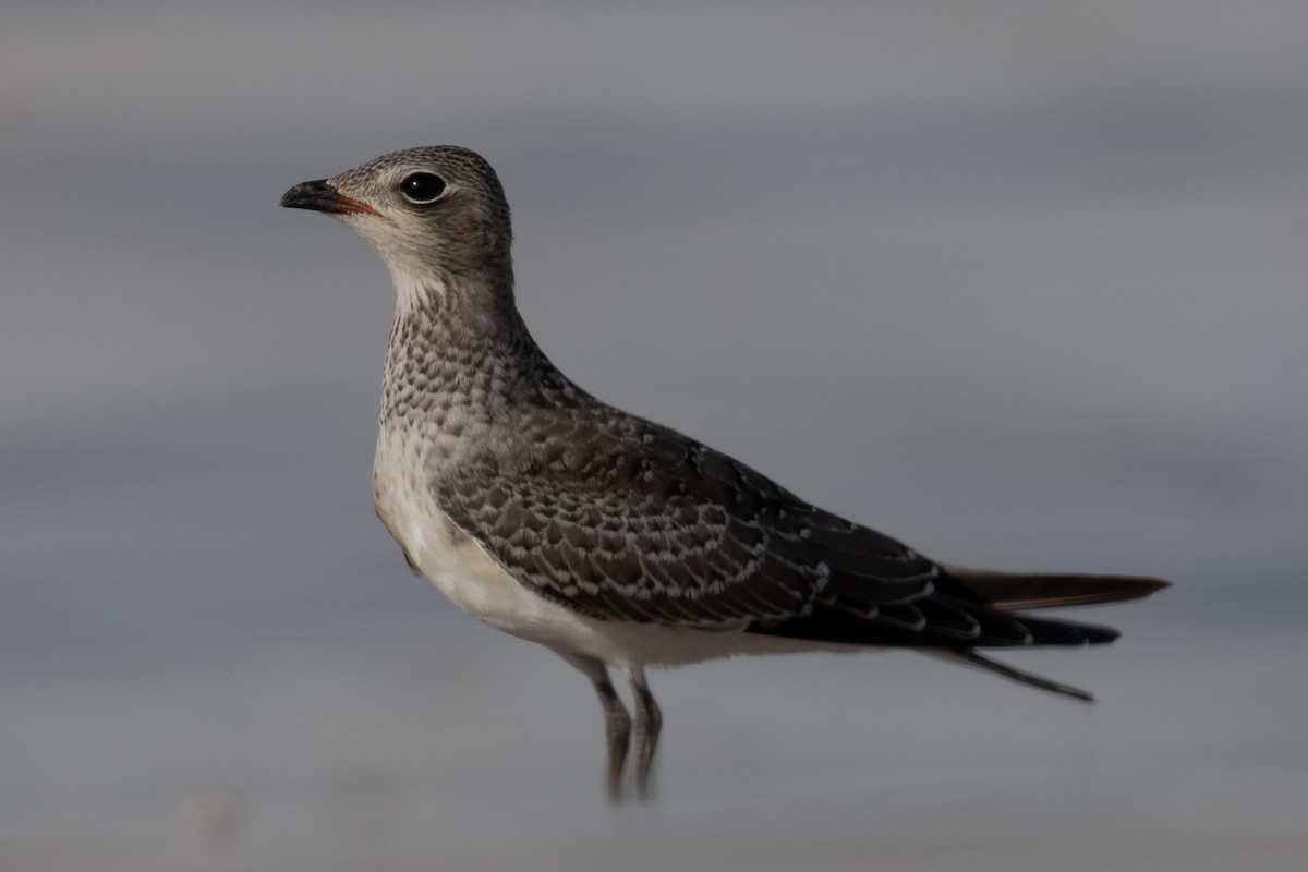 Collared Pratincole - ML642708852