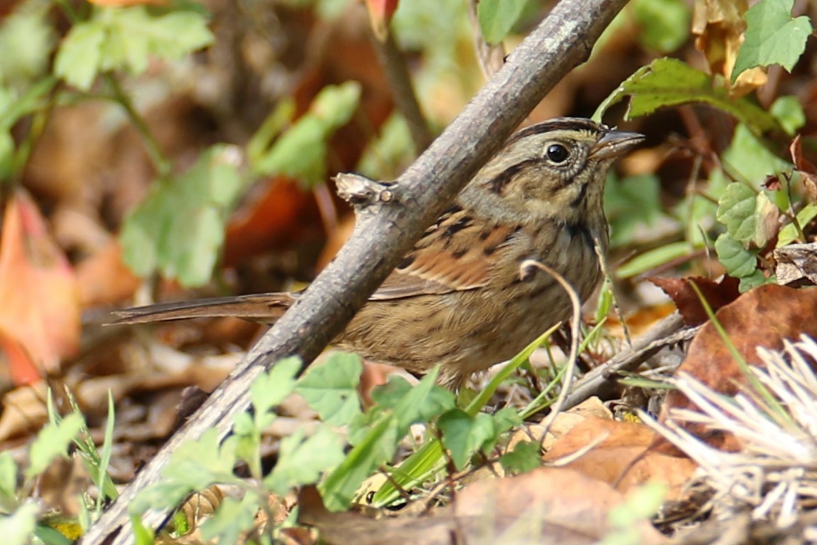 Swamp Sparrow - ML642708853