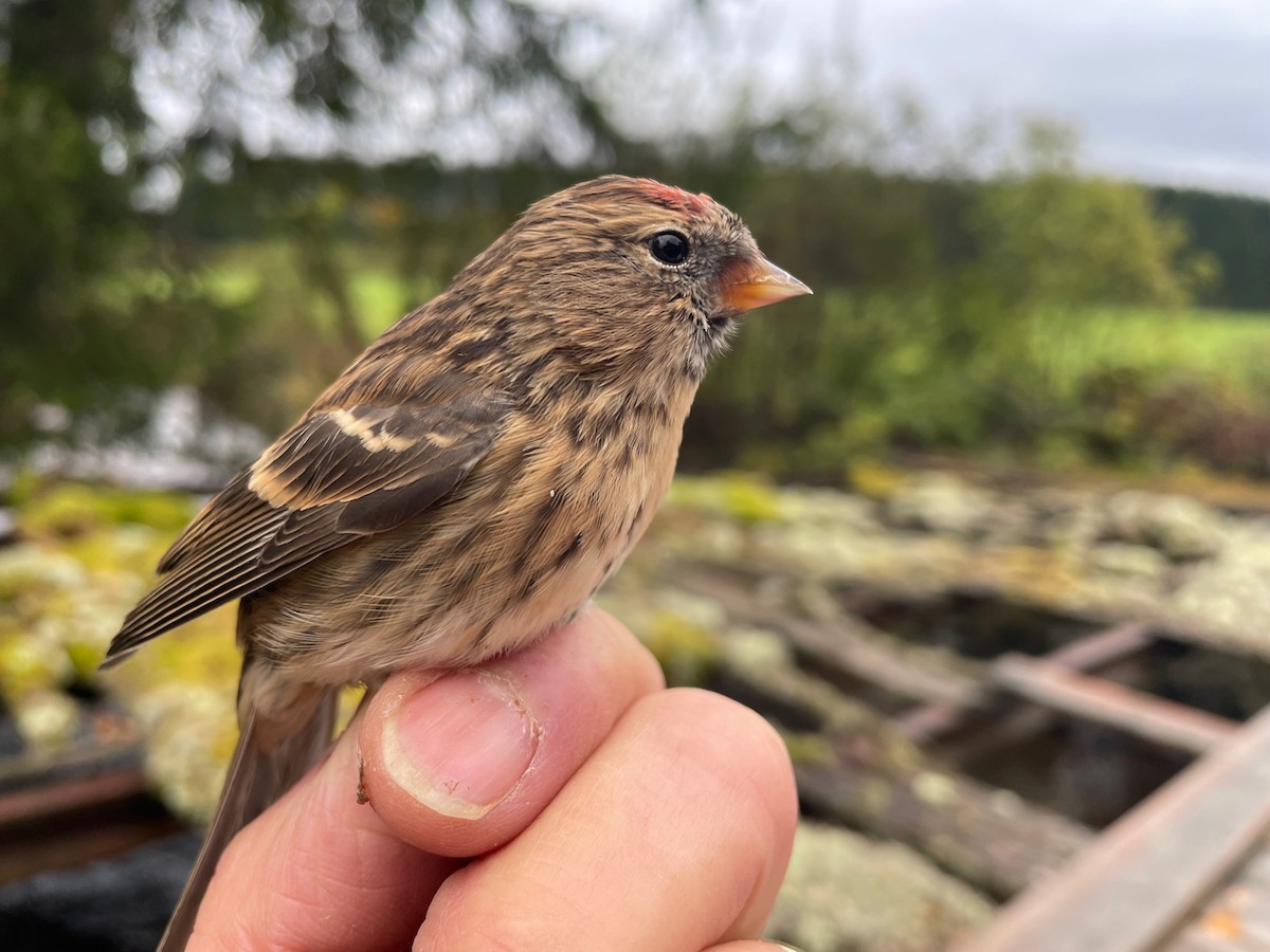 Redpoll (Lesser) - ML642708857