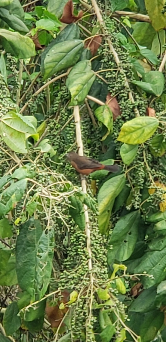 Brazilian Tanager - ML642708859