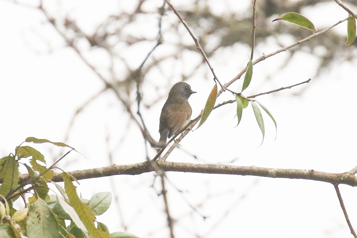 Rufous-gorgeted Flycatcher - ML642708860
