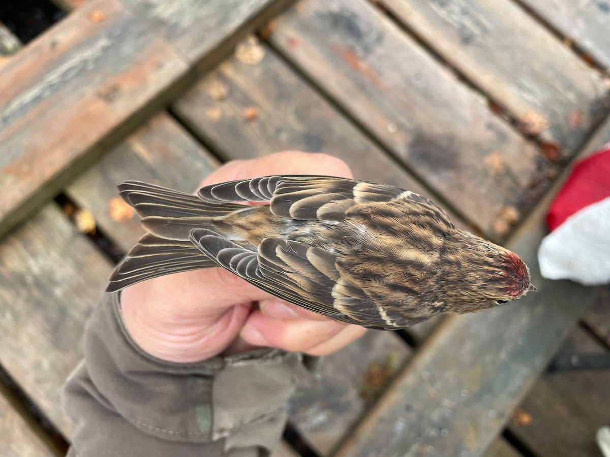 Redpoll (Lesser) - ML642708862