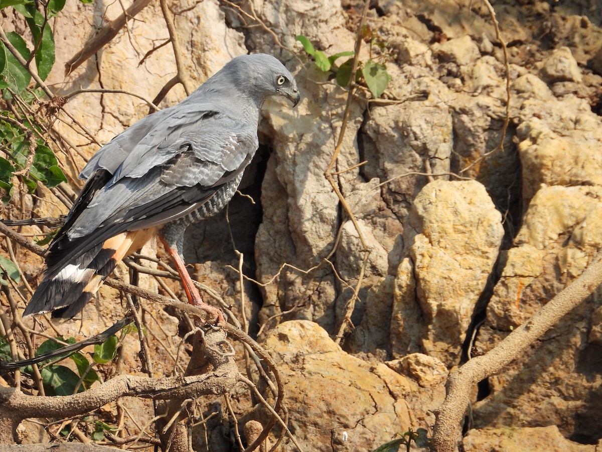 Crane Hawk - ML642708864