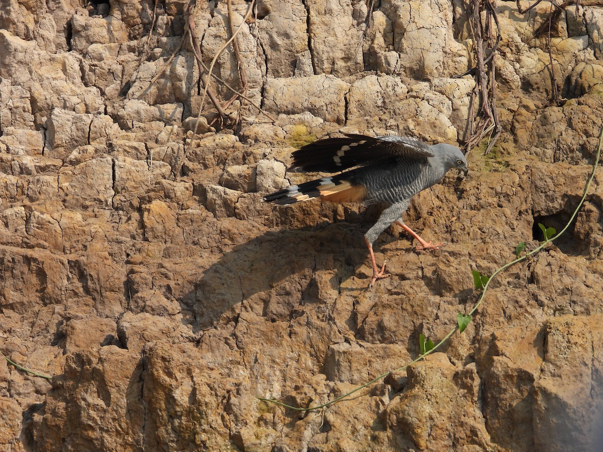 Crane Hawk - ML642708865