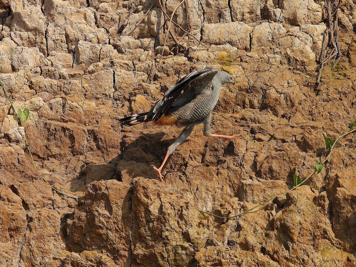 Crane Hawk - ML642708866