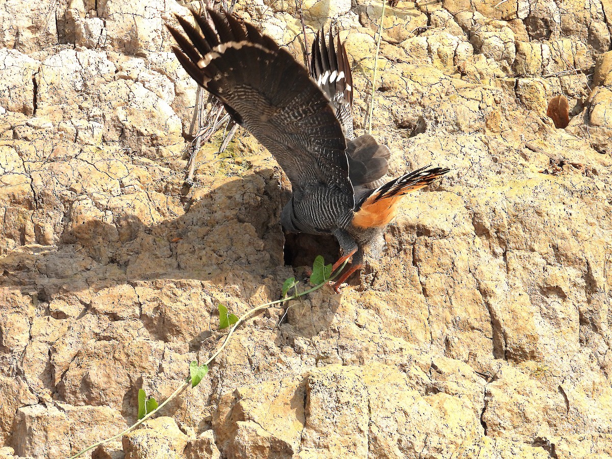Crane Hawk - ML642708867
