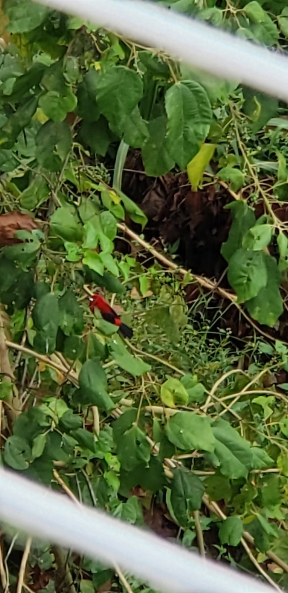 Brazilian Tanager - ML642708869