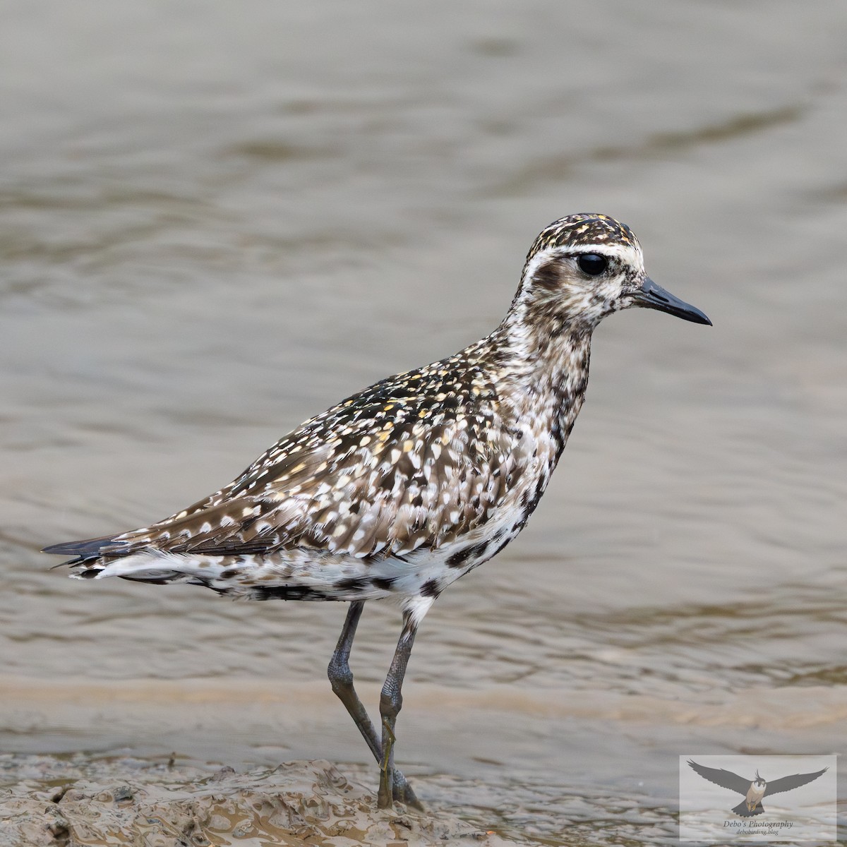 Pacific Golden-Plover - ML642708886