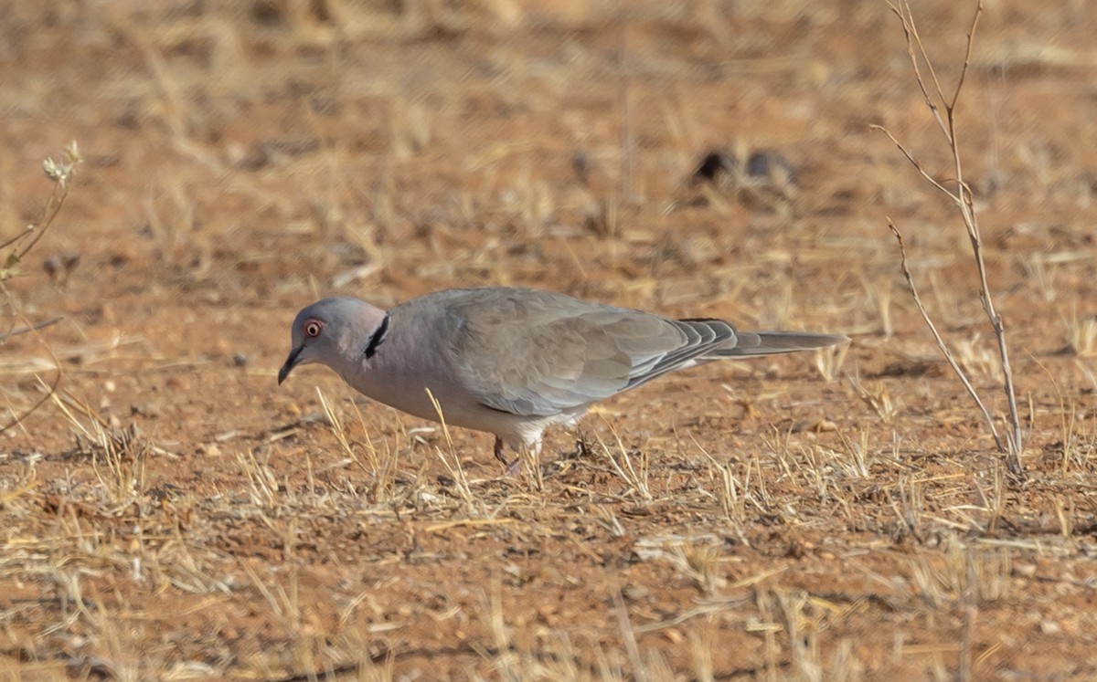 Mourning Collared-Dove - ML642708897