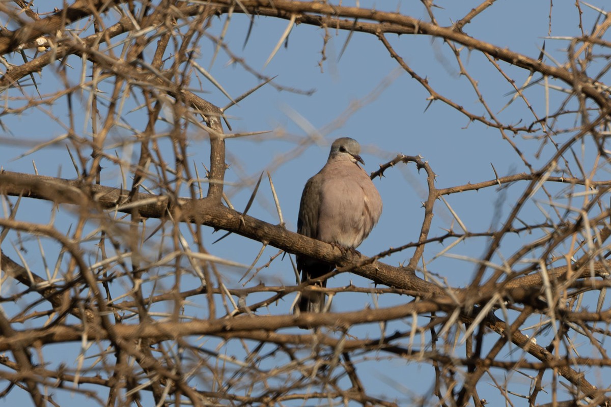 Emerald-spotted Wood-Dove - ML642708913