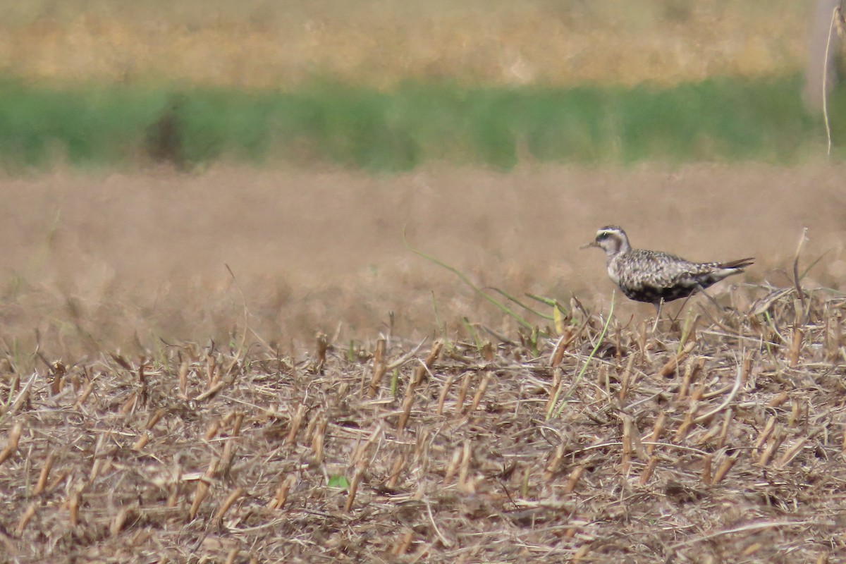 American Golden-Plover - ML642708922
