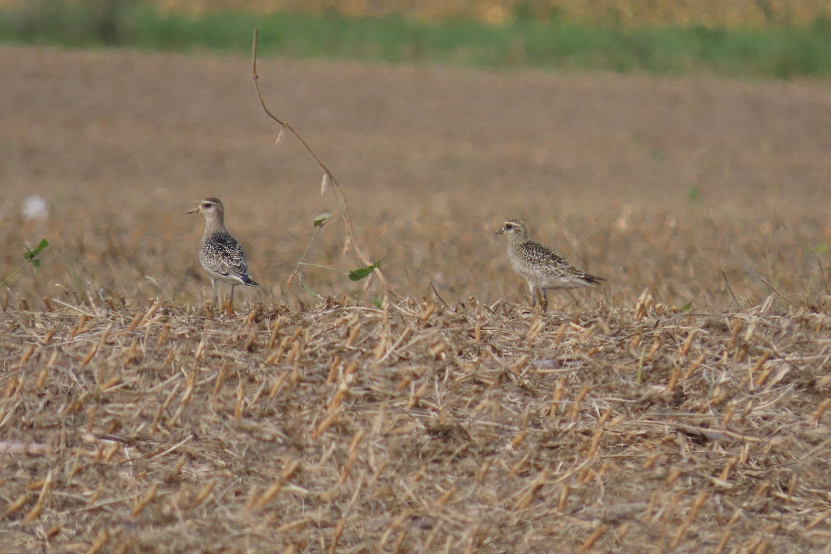 American Golden-Plover - ML642708923