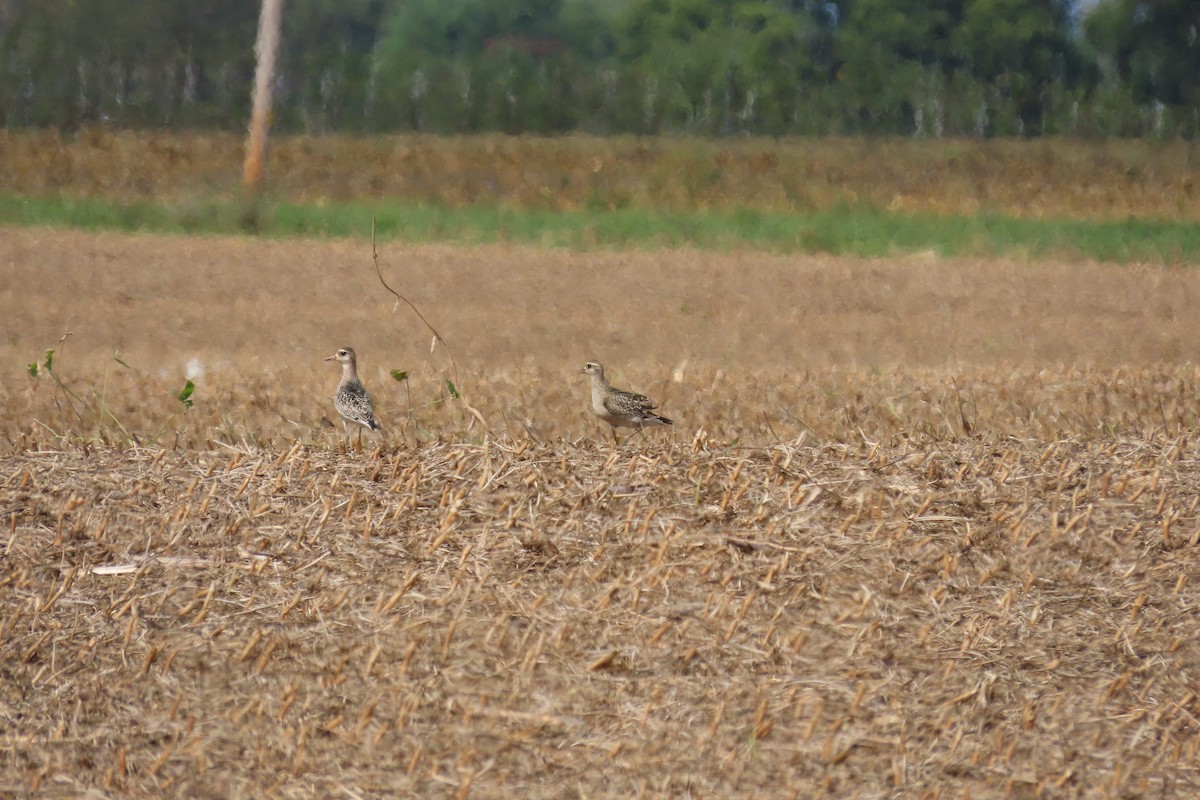 American Golden-Plover - ML642708924