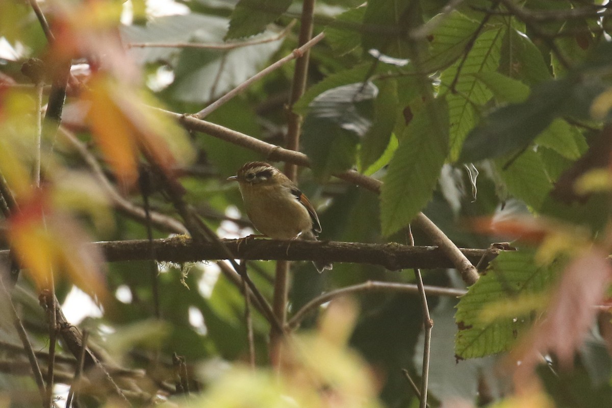 Rufous-winged Fulvetta - ML642708944