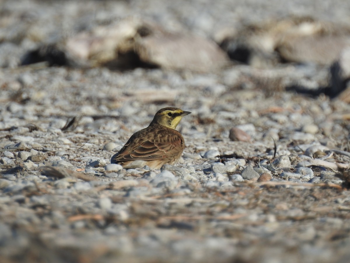 skřivan ouškatý - ML642708957