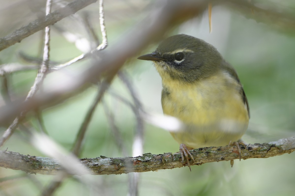 blåparula - ML642708986