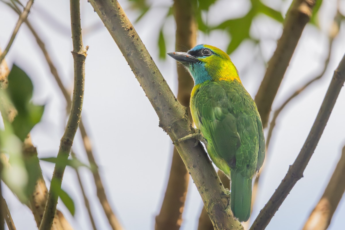 Golden-naped Barbet - ML642709006