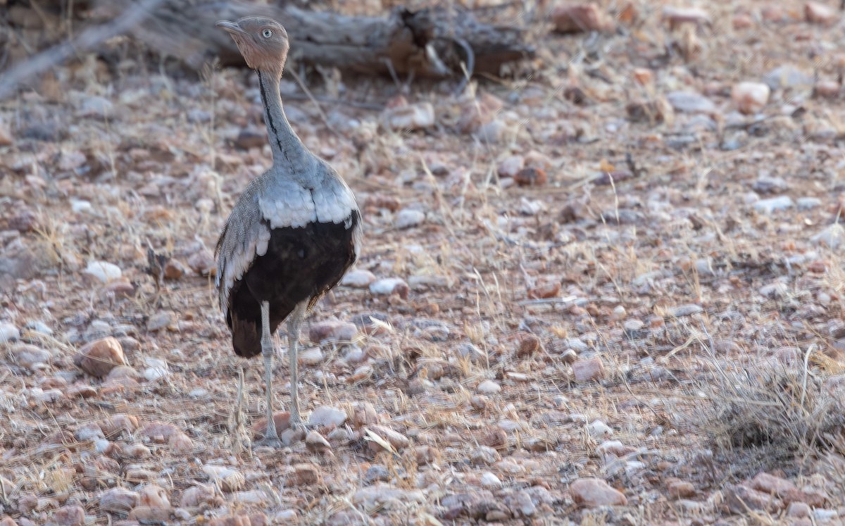 Buff-crested Bustard - ML642709007