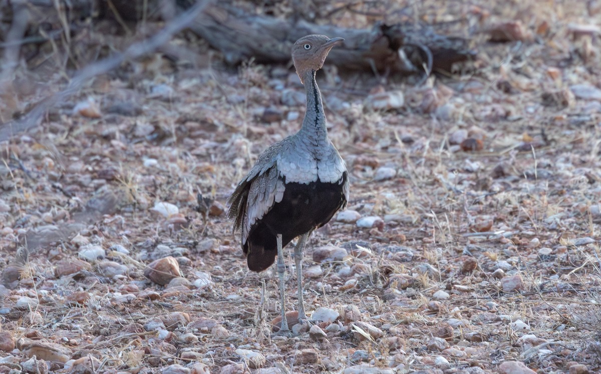 Buff-crested Bustard - ML642709008