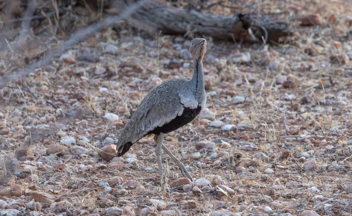 Buff-crested Bustard - ML642709009