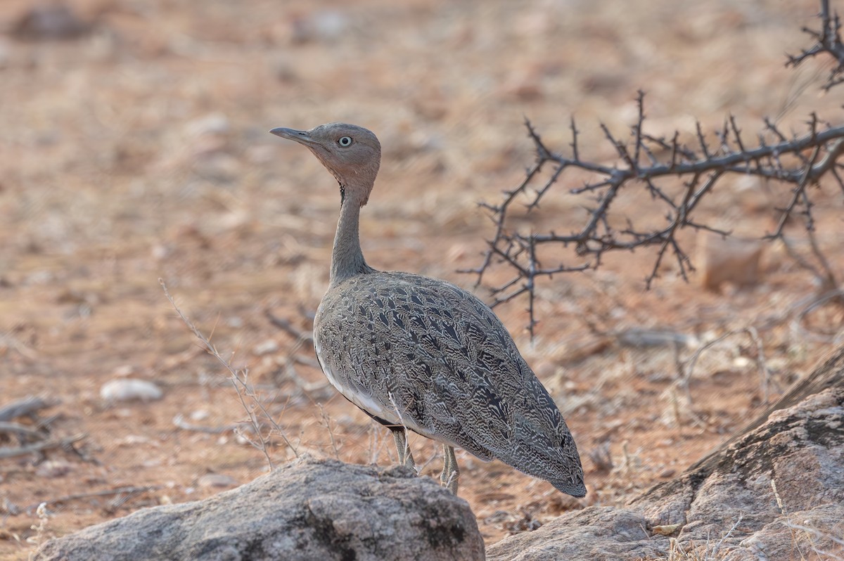 Buff-crested Bustard - ML642709010