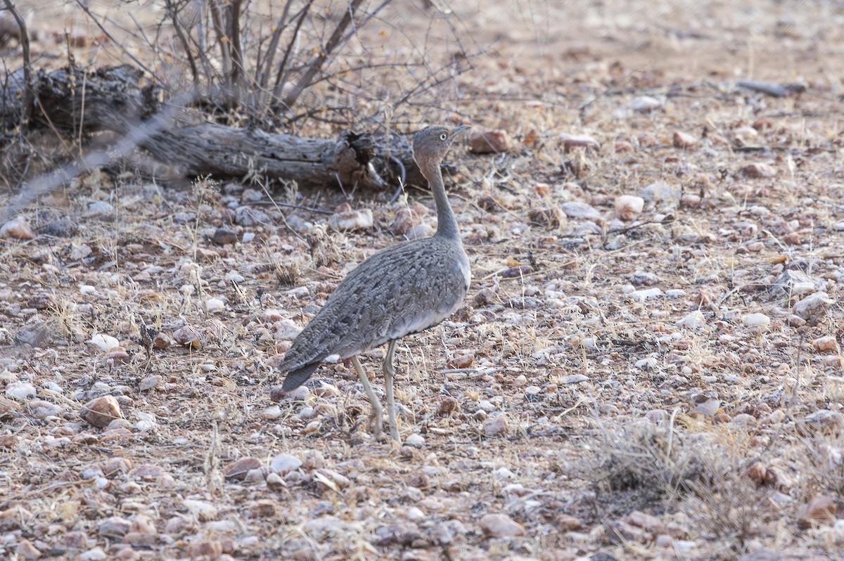 Buff-crested Bustard - ML642709012