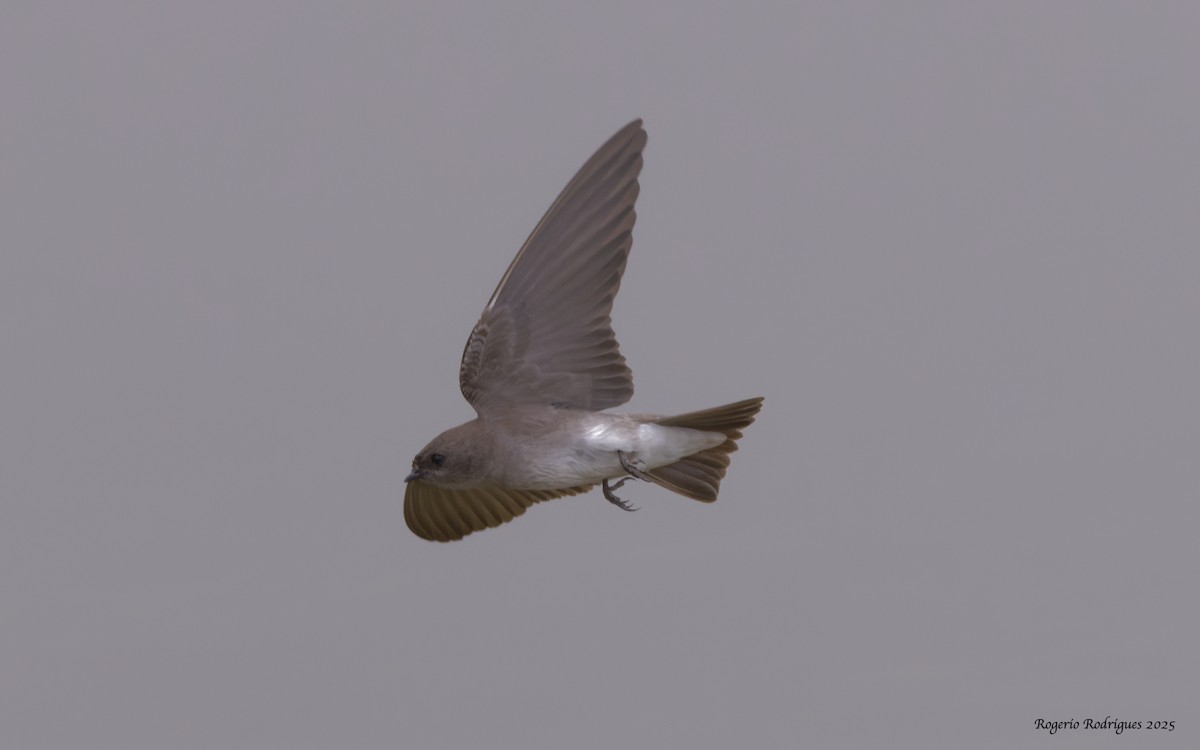 Plain Martin - ML642709013