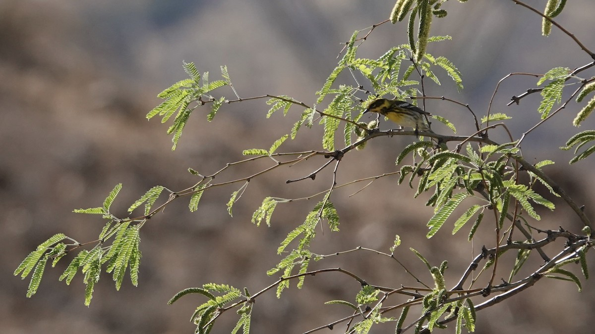 Townsend's Warbler - ML642709015