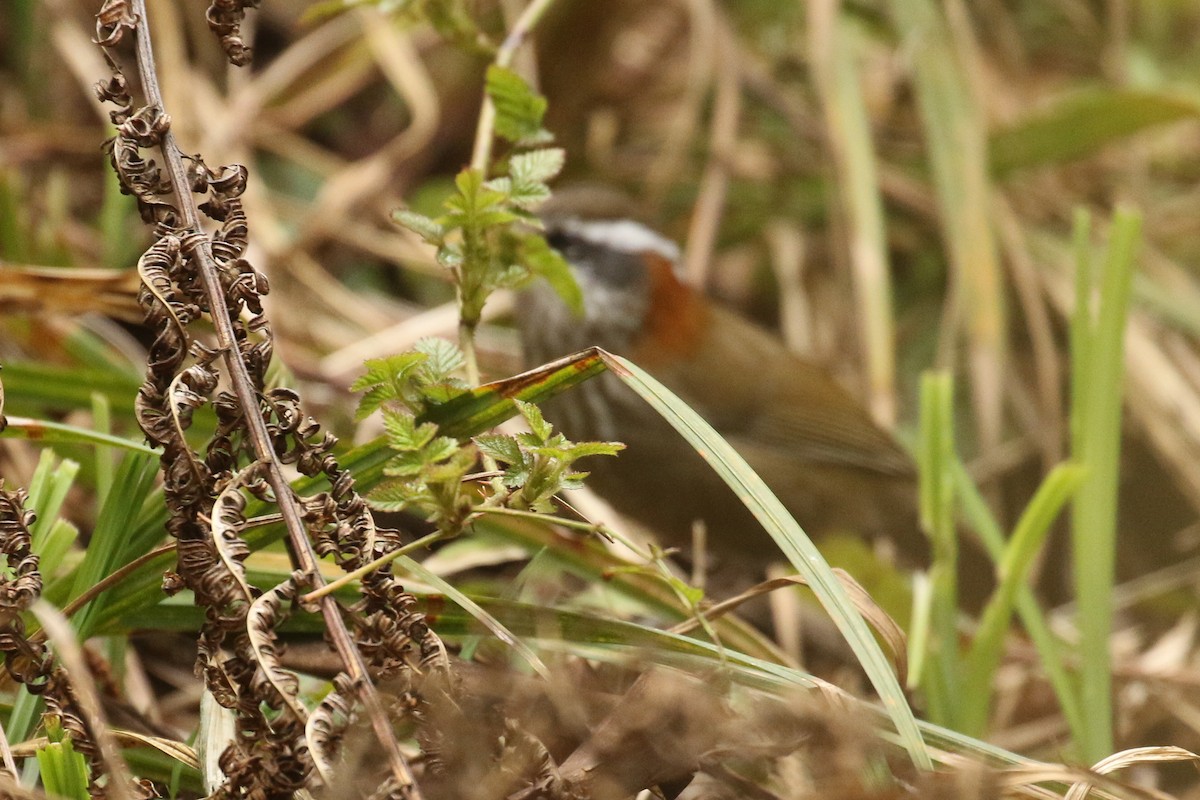 Streak-breasted Scimitar-Babbler - ML642709018