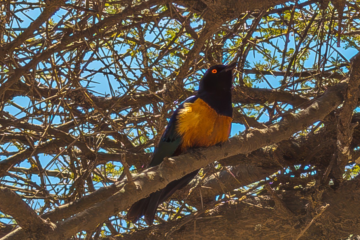 Hildebrandt's Starling - ML642709034