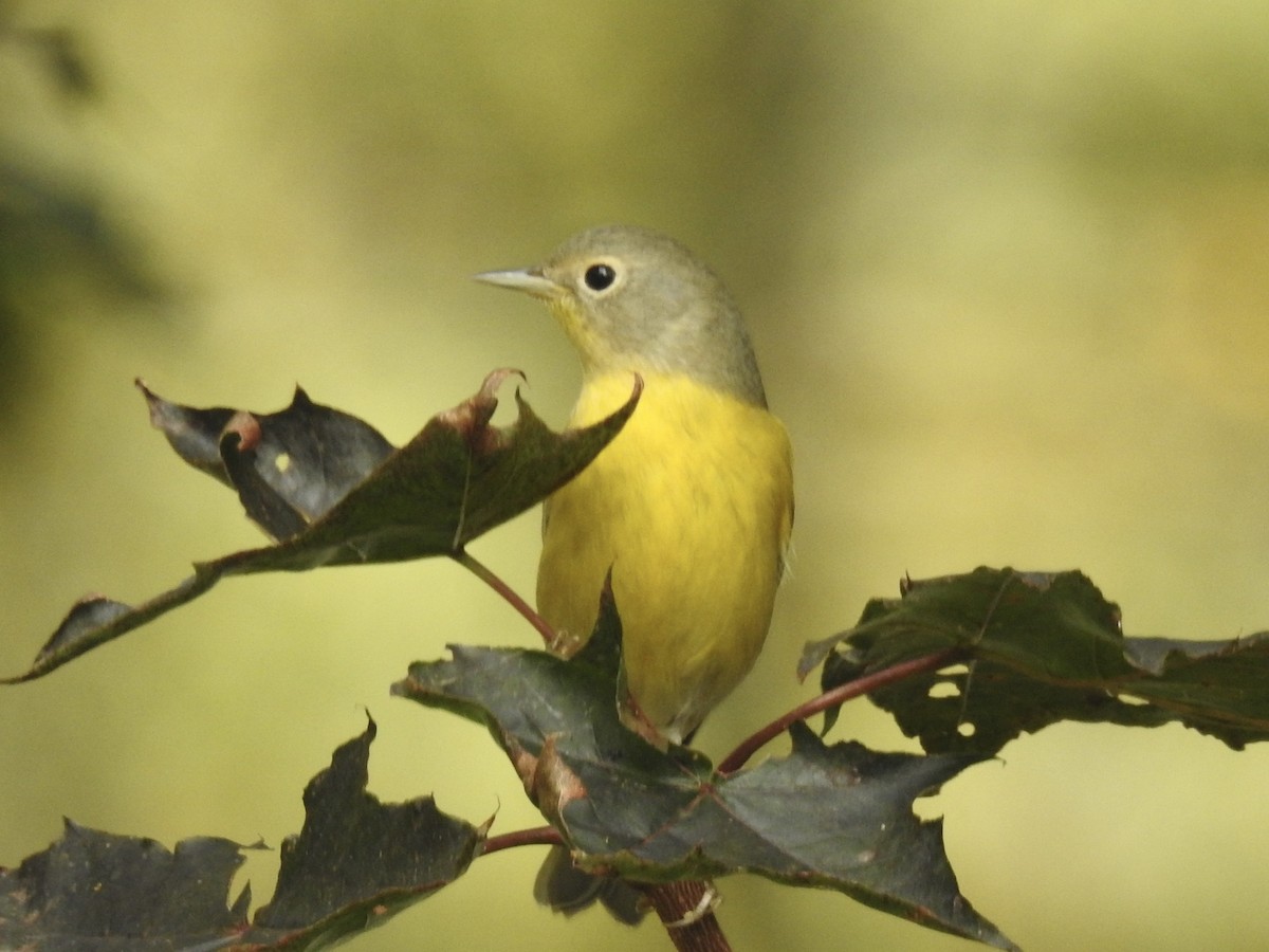Nashville Warbler - ML642709035